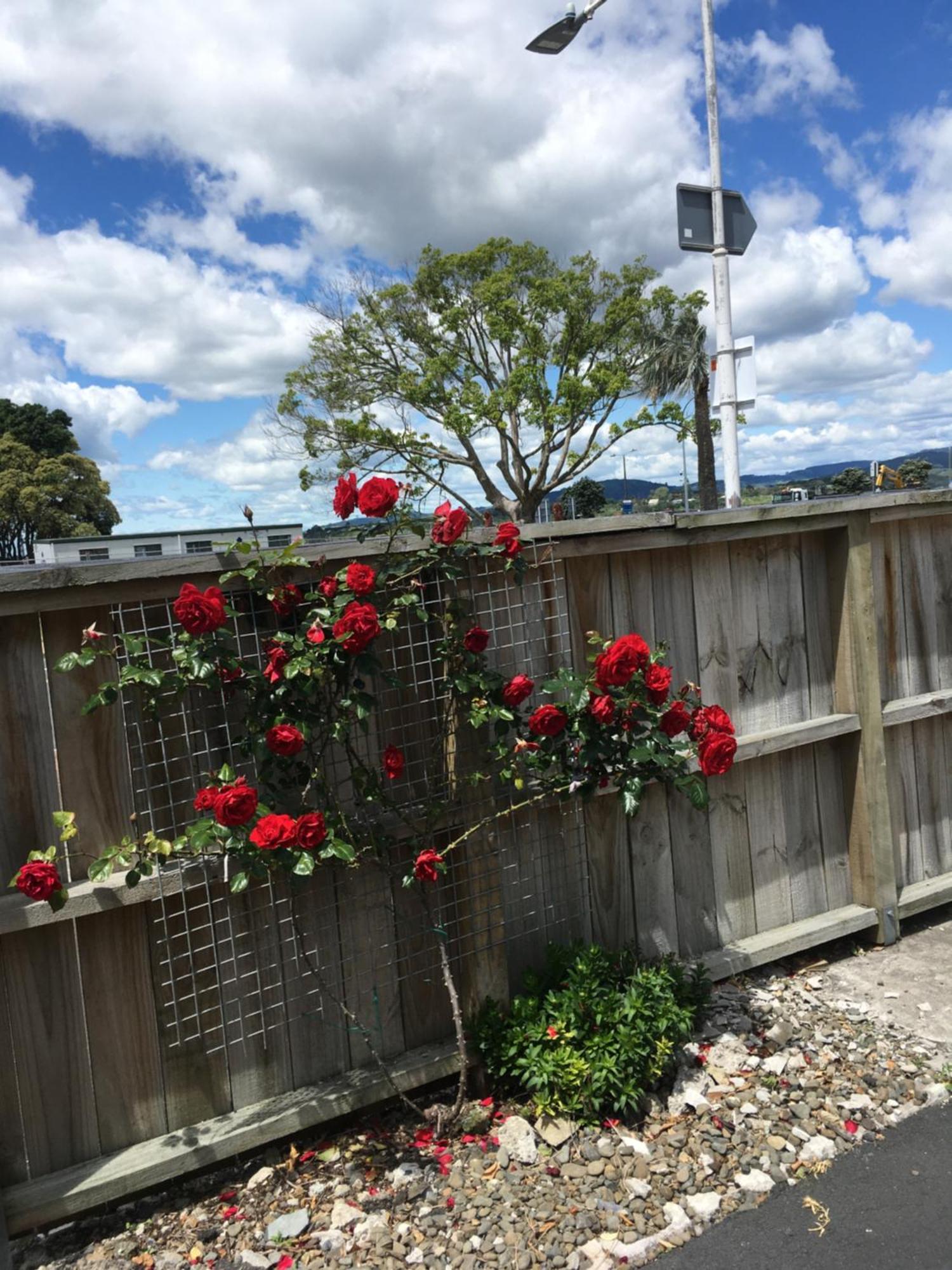 Motel Strand Motel Tauranga